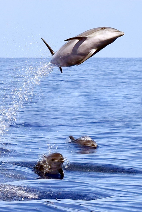 Avistamiento de delfines y ballenas Gran Canarias